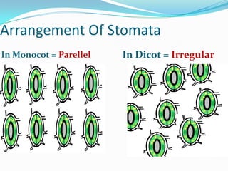 Arrangement Of Stomata
In Monocot = Parellel
In Dicot = Irregular