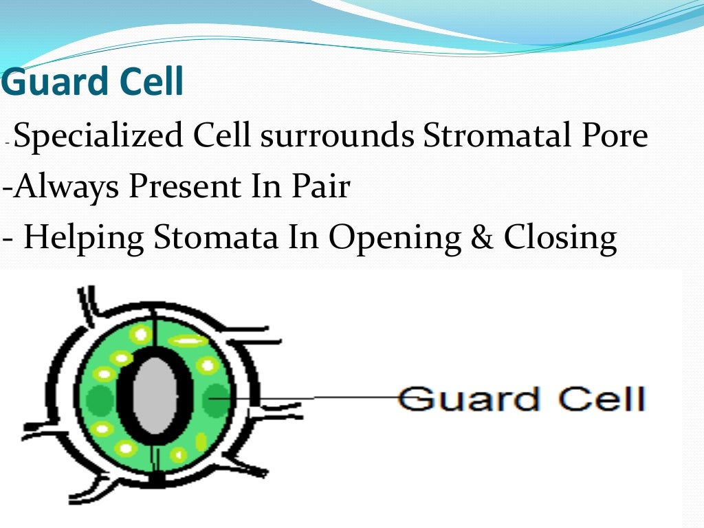 Stomata & Their Type