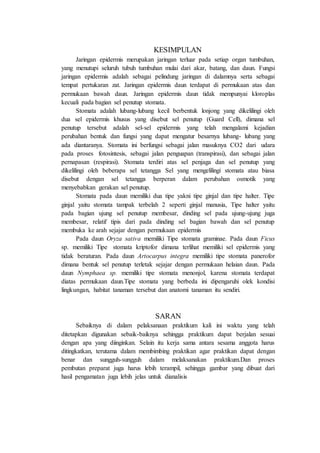 KESIMPULAN 
Jaringan epidermis merupakan jaringan terluar pada setiap organ tumbuhan, 
yang menutupi seluruh tubuh tumbuhan mulai dari akar, batang, dan daun. Fungsi 
jaringan epidermis adalah sebagai pelindung jaringan di dalamnya serta sebagai 
tempat pertukaran zat. Jaringan epidermis daun terdapat di permukaan atas dan 
permukaan bawah daun. Jaringan epidermis daun tidak mempunyai kloroplas 
kecuali pada bagian sel penutup stomata. 
Stomata adalah lubang-lubang kecil berbentuk lonjong yang dikelilingi oleh 
dua sel epidermis khusus yang disebut sel penutup (Guard Cell), dimana sel 
penutup tersebut adalah sel-sel epidermis yang telah mengalami kejadian 
perubahan bentuk dan fungsi yang dapat mengatur besarnya lubang- lubang yang 
ada diantaranya. Stomata ini berfungsi sebagai jalan masuknya CO2 dari udara 
pada proses fotosintesis, sebagai jalan penguapan (transpirasi), dan sebagai jalan 
pernapasan (respirasi). Stomata terdiri atas sel penjaga dan sel penutup yang 
dikelilingi oleh beberapa sel tetangga Sel yang mengelilingi stomata atau biasa 
disebut dengan sel tetangga berperan dalam perubahan osmotik yang 
menyebabkan gerakan sel penutup. 
Stomata pada daun memiliki dua tipe yakni tipe ginjal dan tipe halter. Tipe 
ginjal yaitu stomata tampak terbelah 2 seperti ginjal manusia, Tipe halter yaitu 
pada bagian ujung sel penutup membesar, dinding sel pada ujung-ujung juga 
membesar, relatif tipis dari pada dinding sel bagian bawah dan sel penutup 
membuka ke arah sejajar dengan permukaan epidermis 
Pada daun Oryza sativa memiliki Tipe stomata graminae. Pada daun Ficus 
sp. memiliki Tipe stomata kriptofor dimana terlihat memiliki sel epidermis yang 
tidak beraturan. Pada daun Artocarpus integra memiliki tipe stomata panerofor 
dimana bentuk sel penutup terletak sejajar dengan permukaan helaian daun. Pada 
daun Nymphaea sp. memiliki tipe stomata menonjol, karena stomata terdapat 
diatas permukaan daun.Tipe stomata yang berbeda ini dipengaruhi olek kondisi 
lingkungan, habitat tanaman tersebut dan anatomi tanaman itu sendiri. 
SARAN 
Sebaiknya di dalam pelaksanaan praktikum kali ini waktu yang telah 
ditetapkan digunakan sebaik-baiknya sehingga praktikum dapat berjalan sesuai 
dengan apa yang diinginkan. Selain itu kerja sama antara sesama anggota harus 
ditingkatkan, terutama dalam membimbing praktikan agar praktikan dapat dengan 
benar dan sungguh-sungguh dalam melaksanakan praktikum.Dan proses 
pembutan preparat juga harus lebih terampil, sehingga gambar yang dibuat dari 
hasil pengamatan juga lebih jelas untuk dianalisis 
 