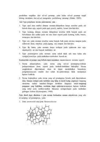 perubahan turgiditas dari sel-sel penutup, yaitu kalau sel-sel penutup turgid 
lobang membuka dan sel-sel mengendor pori/lobang menutup (Halim, 2009). 
Ada 5 type penyebaran stomata pada tanaman, yaitu : 
1. Type apel atau murbei dimana stomata didapatkan hanya tersebar pada sisi 
bawah daun saja, seperti pada apel, peach, murbei, kenari dan lain-lain. 
2. Type kentang dimana stomata didapatkan tersebar lebih banyak pada sisi 
bawahdaun dan sedikit pada sisi atas daun seperti pada kentang, kubis, buncis, 
tomat,pea dan lain-lain. 
3. Type oat, yaitu stomata tersebar sama banyak baik pada sisi atas maupun pada 
sisibawah daun, misalnya pada jagung, oat, rumput dan lain-lain. 
4. Type lily hutan, yaitu stomata hanya terdapat pada epidermis atas saja, 
misalnyalily air dan banyak tumbuhan air. 
5. Type potamogeton yaitu stomata sama sekali tidak ada atau kalau ada 
vestigial,misalnya pada tumbuhan-tumbuhan bawah air. 
Keadaan letak sel penutup yang berbeda dapat menentukan macam-macam stomata seperti : 
1. Stoma phanerophore, yaitu stoma yang sel-sel penutupnya terletak 
padapermukaan daun, seperti pada tumbuh-tumbuhan hidrophyt. Stoma 
yangletaknya dipermukaan daun ini dapat menimbulkan banyaknya 
pengeluaransecara mudah dan selain itu epidermisnya tidak mempunyai 
lapisan kutikula. 
2. Stoma kriptophore yaitu stoma yang sel penutupnya berada jauh dipermukaan 
daun, biasanya terdapat pada tumbuhan yang hidup di daerah kering yangdapat langsung 
menerima radiasi matahari. Dengan demikian fungsinya untuk mengurangi 
penguapan yang berlebihan, membantu fungsi epidermis,mempunyai lapisan kutikula 
yang tebal serta rambut-rambut. Biasanya seringterdapat pada tumbuhan 
golongan kaktus (Kertasaputra, 1988). 
Pada dikotil dapat dibedakan 4 jenis stomata berdasarkan susunan selepidermis yang ada 
di samping sel penutupnya, yaitu: 
1. Jenis anomositik atau jenis Ranunculaceae 
 