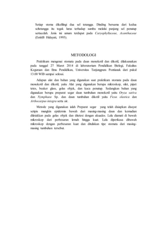 Setiap stoma dikelilingi dua sel tetangga. Dinding bersama dari kedua 
seltetangga itu tegak lurus terhadap sumbu melalui panjang sel penutup 
sertacelah. Jenis ini umum terdapat pada Caryophyllaceae, Acanthaceae 
(EstitiB Hidayati, 1995). 
METODOLOGI 
Praktikum mengenai stomata pada daun monokotil dan dikotil, dilaksanakan 
pada tanggal 27 Maret 2014 di laboratorium Pendidikan Biologi, Fakultas 
Keguruan dan Ilmu Pendidikan, Universitas Tanjungpura Pontianak dari pukul 
13.00 WIB sampai selesai. 
Adapun alat dan bahan yang digunakan saat praktikum stomata pada daun 
monokotil dan dikotil, yaitu Alat yang digunakan berupa mikroskop, silet, pipet 
tetes, beaker glass, gelas objek, dan kaca penutup. Sedangkan bahan yang 
digunakan berupa preparat segar daun tumbuhan monokotil yaitu Oryza sativa 
dan Nymphaea Sp. dan daun tumbuhan dikotil yaitu Ficus elastica dan 
Arthocarpus integra serta air. 
Metode yang digunakan ialah Preparat segar yang telah disiapkan disayat 
setipis mungkin epidermis bawah dari masing-masing daun dan kemudian 
diletakkan pada gelas objek dan ditetesi dengan akuades. Lalu diamati di bawah 
mikroskop dari perbesaran lemah hingga kuat. Lalu diperikasa dibawah 
mikroskop dengan perbesaran kuat dan dituliskan tipe stomata dari masing-masing 
tumbuhan tersebut. 
 
