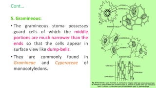 Cont…
5. Gramineous:
• The gramineous stoma possesses
guard cells of which the middle
portions are much narrower than the
ends so that the cells appear in
surface view like dump-bells.
• They are commonly found in
Gramineae and Cyperaceae of
monocotyledons.
 