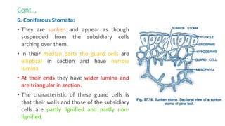 Cont…
6. Coniferous Stomata:
• They are sunken and appear as though
suspended from the subsidiary cells
arching over them.
• In their median parts the guard cells are
elliptical in section and have narrow
lumina.
• At their ends they have wider lumina and
are triangular in section.
• The characteristic of these guard cells is
that their walls and those of the subsidiary
cells are partly lignified and partly non-
lignified.
 