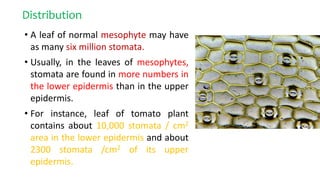 Distribution
• A leaf of normal mesophyte may have
as many six million stomata.
• Usually, in the leaves of mesophytes,
stomata are found in more numbers in
the lower epidermis than in the upper
epidermis.
• For instance, leaf of tomato plant
contains about 10,000 stomata / cm2
area in the lower epidermis and about
2300 stomata /cm2 of its upper
epidermis.
 