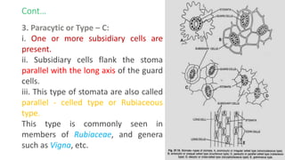 Cont…
3. Paracytic or Type – C:
i. One or more subsidiary cells are
present.
ii. Subsidiary cells flank the stoma
parallel with the long axis of the guard
cells.
iii. This type of stomata are also called
parallel - celled type or Rubiaceous
type.
This type is commonly seen in
members of Rubiaceae, and genera
such as Vigna, etc.
 
