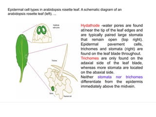 Stomata and Axillary Shoot Development in plants | PPTX