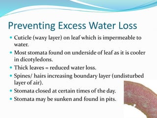 Preventing Excess Water Loss
 Cuticle (waxy layer) on leaf which is impermeable to
water.
 Most stomata found on underside of leaf as it is cooler
in dicotyledons.
 Thick leaves = reduced water loss.
 Spines/ hairs increasing boundary layer (undisturbed
layer of air).
 Stomata closed at certain times of the day.
 Stomata may be sunken and found in pits.
 