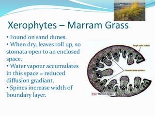 Xerophytes – Marram Grass
• Found on sand dunes.
• When dry, leaves roll up, so
stomata open to an enclosed
space.
• Water vapour accumulates
in this space = reduced
diffusion gradiant.
• Spines increase width of
boundary layer.
 