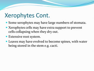 Xerophytes Cont.
 Some xerophytes may have large numbers of stomata.
 Xerophytes cells may have extra support to prevent
cells collapsing when they dry out.
 Extensive root system.
 Leaves may have evolved to become spines, with water
being stored in the stem e.g. cacti.
 