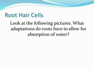Root Hair Cells
Look at the following pictures. What
adaptations do roots have to allow for
absorption of water?
 