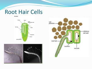 Root Hair Cells
 