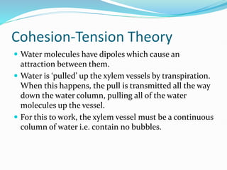 Cohesion-Tension Theory
 Water molecules have dipoles which cause an
attraction between them.
 Water is ‘pulled’ up the xylem vessels by transpiration.
When this happens, the pull is transmitted all the way
down the water column, pulling all of the water
molecules up the vessel.
 For this to work, the xylem vessel must be a continuous
column of water i.e. contain no bubbles.
 