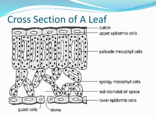Cross Section of A Leaf
 