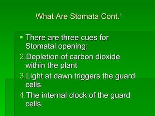 What Are Stomata Cont. 1 There are three cues for Stomatal opening: Depletion of carbon dioxide within the plant Light at dawn triggers the guard cells The internal clock of the guard cells  