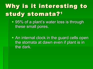 Why is it interesting to study stomata? 1 95% of a plant’s water loss is through these small pores. An internal clock in the guard cells open the stomata at dawn even if plant is in the dark.  