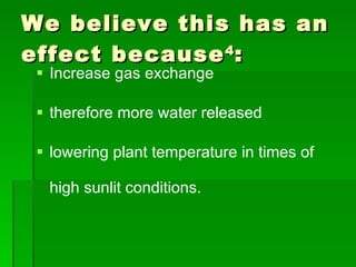 We believe this has an effect because 4 : Increase gas exchange  therefore more water released  lowering plant temperature in times of high sunlit conditions. 