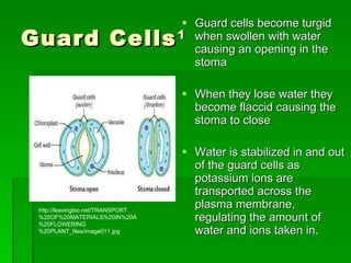 Stomata density denzel,breana | PPT