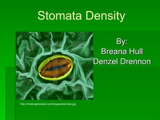 Stomata Density By: Breana Hull Denzel Drennon http://mrskingsbioweb.com/images/stomata.jpg 
