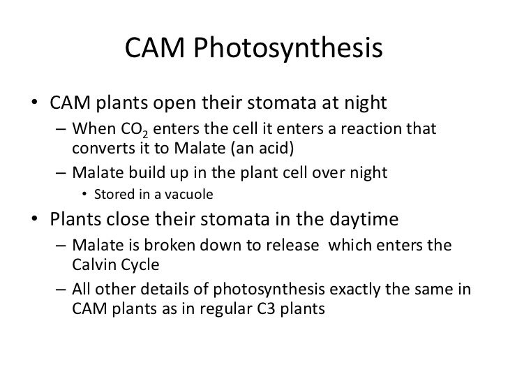 Stomatal function and cam photosynthesis
