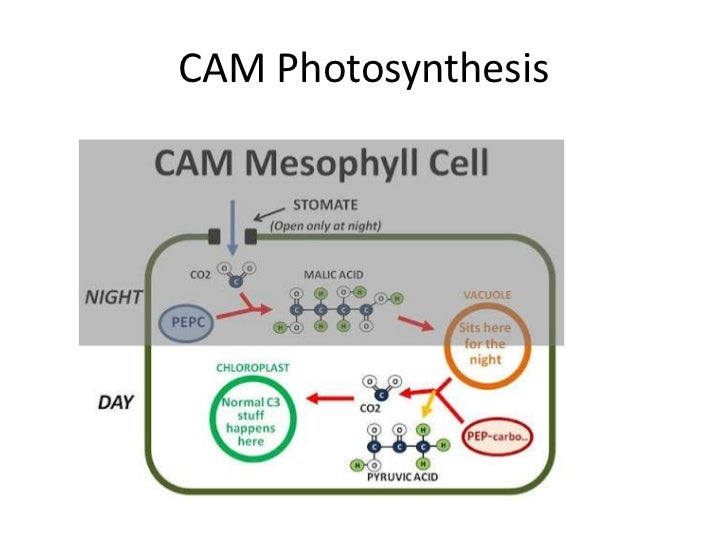 Stomatal function and cam photosynthesis