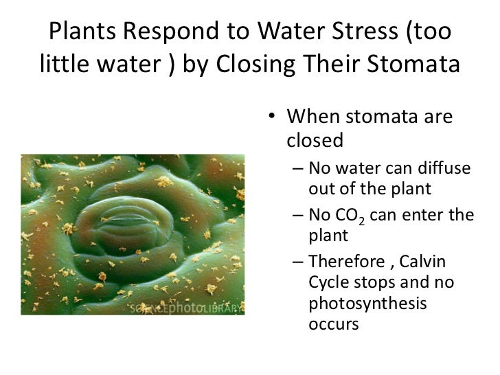 Stomatal function and cam photosynthesis