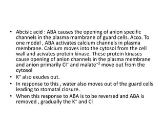 • Abcisic acid : ABA causes the opening of anion specific
channels in the plasma mambrane of guard cells. Acco. To
one model , ABA activates calcium channels in plasma
membrane. Calcium moves into the cytosol from the cell
wall and acivates protein kinase. These protein kinases
cause opening of anion channels in the plasma membrane
and anion primarily Cl⁻ and malate⁻² move out from the
cytosol
• K⁺ also exudes out.
• In response to this , water also moves out of the guard cells
leading to stomatal closure.
• When this response to ABA is to be reversed and ABA is
removed , gradually the K⁺ and Cl
 