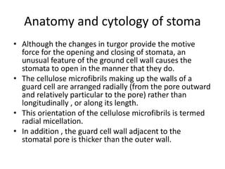 Anatomy and cytology of stoma
• Although the changes in turgor provide the motive
force for the opening and closing of stomata, an
unusual feature of the ground cell wall causes the
stomata to open in the manner that they do.
• The cellulose microfibrils making up the walls of a
guard cell are arranged radially (from the pore outward
and relatively particular to the pore) rather than
longitudinally , or along its length.
• This orientation of the cellulose microfibrils is termed
radial micellation.
• In addition , the guard cell wall adjacent to the
stomatal pore is thicker than the outer wall.
 