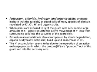 • Potassium, chloride, hydrogen and organic acids: Evidence
indicate that the turgidity of guard cells of many species of plants is
regulated by K⁺, Cl⁻, H⁺ and organic acids.
• When plants are exposed to light the guard cells accumulate large
amounts of K⁺. Light stimulate the active movement of K⁺ ions from
surrounding cells into the vacuoles of the guard cells.
• Potassium accumulation is also accompanied by starch degradation,
organic acid(mostly malic acid) build up and an increase in pH.
• The K⁺ accumulation seems to be due to the operation of an active
exchange process in which the protons(H⁺) are “pumped” out of the
guard cell into the accesory cells.
 
