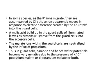 • In some species, as the K⁺ ions migrate, they are
accompanied by Cl⁻; the anion apparently moves in
response to electric difference created by the K⁺ uptake
into the guard cells.
• A malic acid build up in the guard cells of illuminated
leaves as protons (H⁺)move from the guard cells into
the accesory cells.
• The malate ions within the guard cells are neutralized
by the influx of potassium.
• Thus in guard cells, osmotic and hence water potentials
become very negative due to the presence of K⁺ Cl⁻
potassium malate or dipotassium malate or both.
 