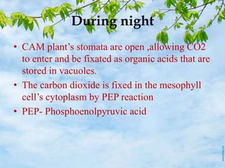 During night
• CAM plant’s stomata are open ,allowing CO2
to enter and be fixated as organic acids that are
stored in vacu...