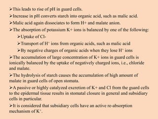 This leads to rise of pH in guard cells.
Increase in pH converts starch into organic acid, such as malic acid.
Malic acid again dissociates to form H+ and malate anion.
The absorption of potassium K+ ions is balanced by one of the following:
Uptake of Cl-
Transport of H+ ions from organic acids, such as malic acid
By negative charges of organic acids when they lose H+ ions
The accumulation of large concentration of K+ ions in guard cells is
ionically balanced by the uptake of negatively charged ions, i.e., chloride
and malate.
The hydrolysis of starch causes the accumulation of high amount of
malate in guard cells of open stomata.
A passive or highly catalyzed excretion of K+ and Cl from the guard cells
to the epidermal tissue results in stomatal closure in general and subsidiary
cells in particular.
It is considered that subsidiary cells have an active re-absorption
mechanism of K+.
 