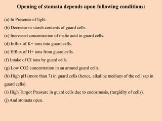 Opening of stomata depends upon following conditions:
(a) In Presence of light.
(b) Decrease in starch contents of guard cells.
(c) Increased concentration of malic acid in guard cells.
(d) Influx of K+ ions into guard cells.
(e) Efflux of H+ ions from guard cells.
(f) Intake of CI ions by guard cells.
(g) Low CO2 concentration in an around guard cells.
(h) High pH (more than 7) in guard cells (hence, alkaline medium of the cell sap in
guard cells).
(i) High Turgor Pressure in guard cells due to endosmosis, (turgidity of cells).
(j) And stomata open.
 