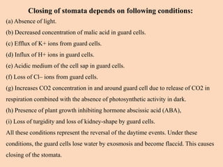 Closing of stomata depends on following conditions:
(a) Absence of light.
(b) Decreased concentration of malic acid in guard cells.
(c) Efflux of K+ ions from guard cells.
(d) Influx of H+ ions in guard cells.
(e) Acidic medium of the cell sap in guard cells.
(f) Loss of Cl– ions from guard cells.
(g) Increases CO2 concentration in and around guard cell due to release of CO2 in
respiration combined with the absence of photosynthetic activity in dark.
(h) Presence of plant growth inhibiting hormone abscissic acid (ABA),
(i) Loss of turgidity and loss of kidney-shape by guard cells.
All these conditions represent the reversal of the daytime events. Under these
conditions, the guard cells lose water by exosmosis and become flaccid. This causes
closing of the stomata.
 
