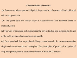 Characteristics of stomata
(a) Stomata are minute pores of elliptical shape, consists of two specialized epidermal
cell called guard cells.
(b) The guard cells are kidney shape in dicotyledonous and dumbbell shape in
monocotyledon.
(c) The wall of the guard cell surrounding the pore is thicken and inelastic due to rest
of the walls are thin, elastic and semi-permeable.
(d) Each guard cell has a cytoplasmic lining, central vacuole. Its cytoplasm contains
single nucleus and number of chloroplast. The chloroplast of guard cell is capable of
very poor photosynthesis, because the absence of RUBISCO enzyme.
 