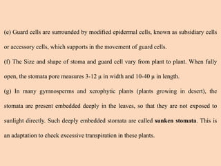 (e) Guard cells are surrounded by modified epidermal cells, known as subsidiary cells
or accessory cells, which supports in the movement of guard cells.
(f) The Size and shape of stoma and guard cell vary from plant to plant. When fully
open, the stomata pore measures 3-12 µ in width and 10-40 µ in length.
(g) In many gymnosperms and xerophytic plants (plants growing in desert), the
stomata are present embedded deeply in the leaves, so that they are not exposed to
sunlight directly. Such deeply embedded stomata are called sunken stomata. This is
an adaptation to check excessive transpiration in these plants.
 