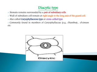 Stomata ppt | PPTX