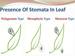 Presence Of Stomata In Leaf
Polygonum Type Mesophytic Type Monocot Type
 