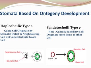 Stomata Based On Ontegeny Development
Haplocheilic Type :-
Guard Cell Originate By
Stomatal initial & Neighbouring
Cell Get Concerted Into Guard
Cell
Syndetocheili Type :-
Here , Guard & Subsdiary Cell
Originate From Same mother
Cell
 