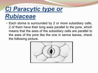  Each stoma is surrounded by 2 or more subsidiary cells,
2 of them have their long axes parallel to the pore, which
means that the axes of the subsidiary cells are parallel to
the axes of the pore like the one in senna leaves, check
the following picture.
C) Paracytic type or
Rubiaceae
 