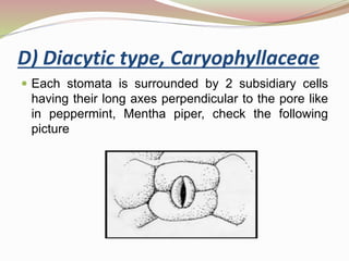  Each stomata is surrounded by 2 subsidiary cells
having their long axes perpendicular to the pore like
in peppermint, Mentha piper, check the following
picture
D) Diacytic type, Caryophyllaceae
 