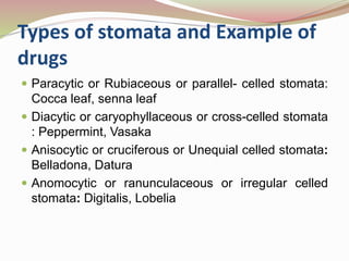  Paracytic or Rubiaceous or parallel- celled stomata:
Cocca leaf, senna leaf
 Diacytic or caryophyllaceous or cross-celled stomata
: Peppermint, Vasaka
 Anisocytic or cruciferous or Unequial celled stomata:
Belladona, Datura
 Anomocytic or ranunculaceous or irregular celled
stomata: Digitalis, Lobelia
Types of stomata and Example of
drugs
 