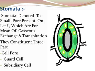 Stomata :-
Stomata Denoted To
Small Pore Present On
Leaf , Which Are For
Mean Of Gasseous
Exchange & Transpiration
They Constituent Three
Part
-Cell Pore
- Guard Cell
- Subsidiary Cell
 