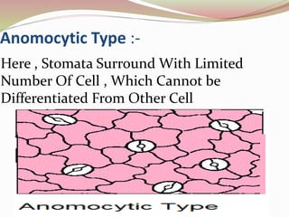 Anomocytic Type :-
Here , Stomata Surround With Limited
Number Of Cell , Which Cannot be
Differentiated From Other Cell
 