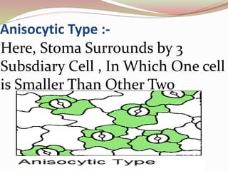 Anisocytic Type :-
Here, Stoma Surrounds by 3
Subsdiary Cell , In Which One cell
is Smaller Than Other Two
 