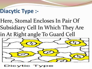 Diacytic Type :-
Here, Stomal Encloses In Pair Of
Subsidiary Cell In Which They Are
in At Right angle To Guard Cell
 