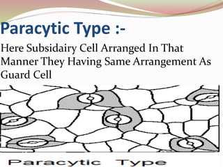 Paracytic Type :-
Here Subsidairy Cell Arranged In That
Manner They Having Same Arrangement As
Guard Cell
 