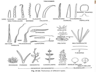 Stomata &amp; trichome  by pooja