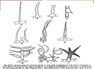 Stomata &amp; trichome  by pooja