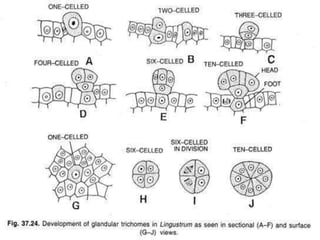 Stomata &amp; trichome  by pooja