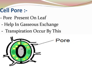 Cell Pore :-
- Pore Present On Leaf
- Help In Gasseous Exchange
- Transpiration Occur By This
 